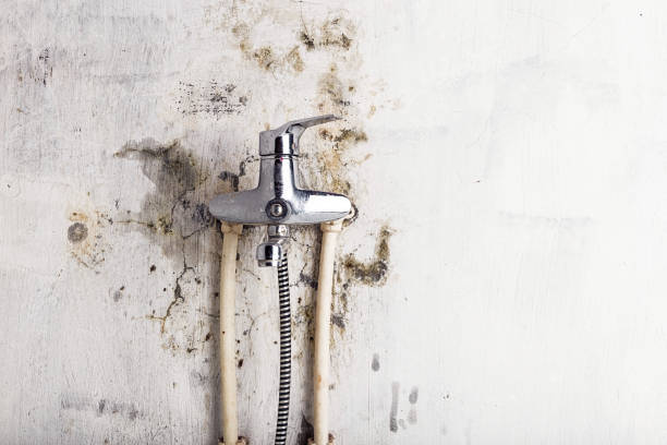 Professional Mold Removal in Mulvane, KS