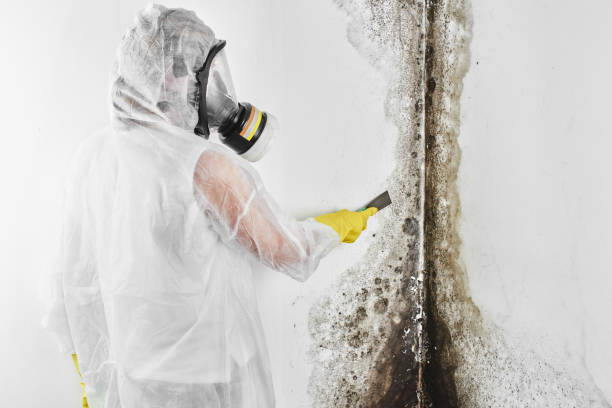 Best Mold Damage Repair  in Mulvane, KS