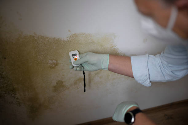 Mold Removal and Inspection in Mulvane, KS