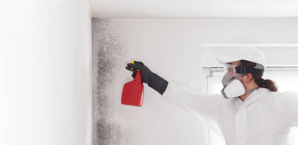 Best Fast Mold Removal  in Mulvane, KS