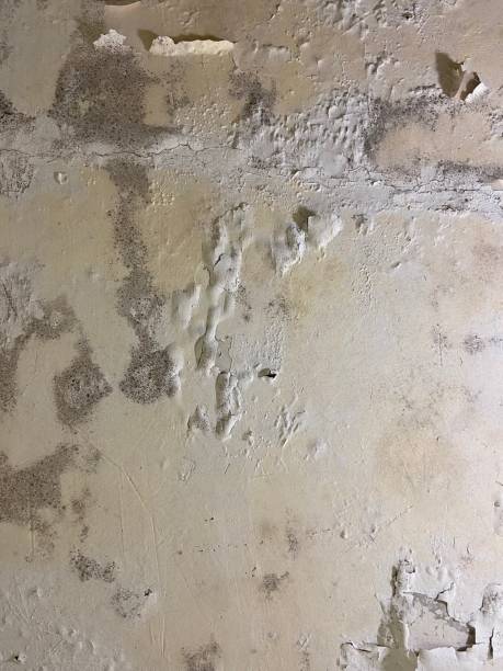 Best Certified Mold Removal  in Mulvane, KS
