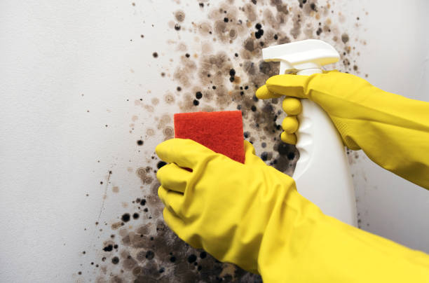 Best Black Mold Removal  in Mulvane, KS
