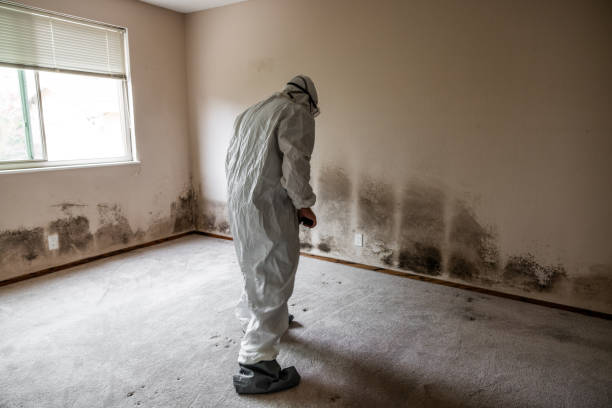Best Mold Removal Company Near Me  in Mulvane, KS