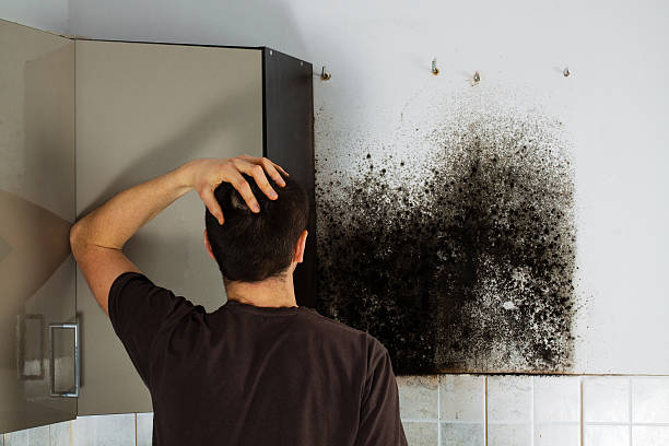 Reliable Mulvane, KS Mold Removal Solutions