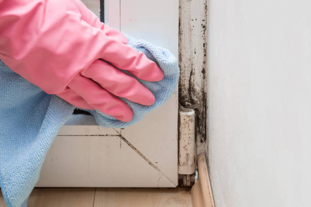 Best Professional Mold Removal  in Mulvane, KS