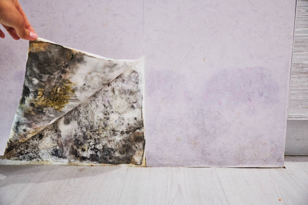 Best Affordable Mold Removal  in Mulvane, KS